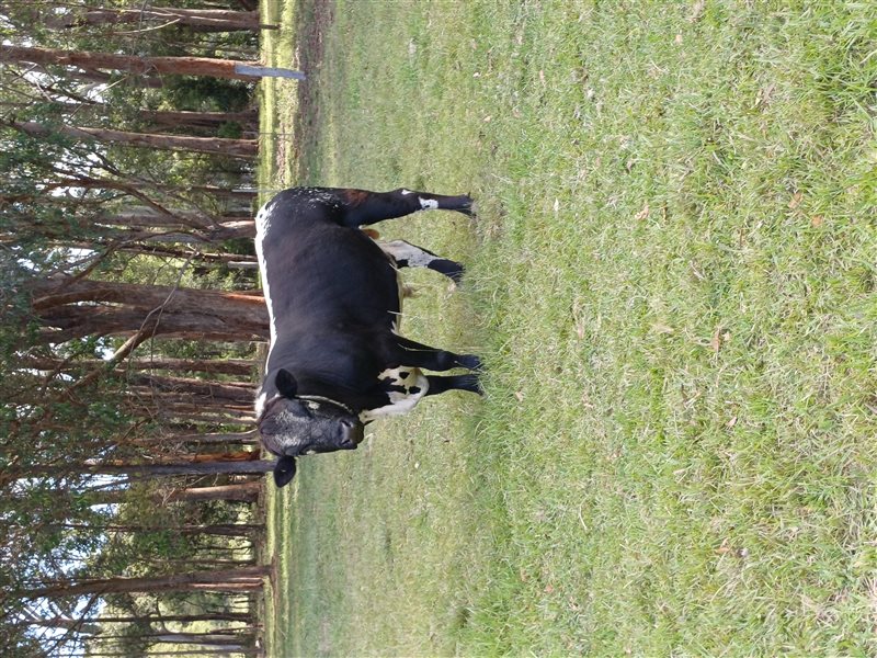 1 MSA  Speckle Park Bull