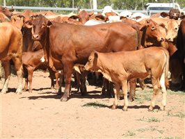 70  Droughtmaster X Composite
 Cows & Calves
