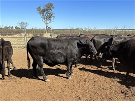 51 MSA  Wagyu Cows