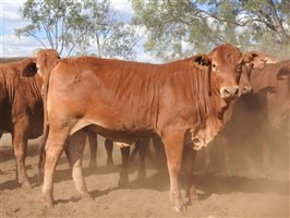 84 EU  Droughtmaster Heifers