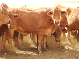 84 EU  Droughtmaster Heifers
