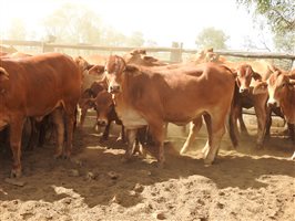 84 EU  Droughtmaster Heifers