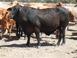 66  Droughtmaster X Composite
 Cows