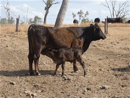 120  Ultrablack X Wagyu Cows & Calves