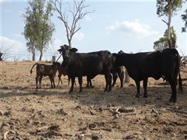 120  Ultrablack X Wagyu Cows & Calves