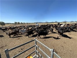 120  Ultrablack X Wagyu Cows & Calves