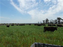 38 MSA  Wagyu Cows