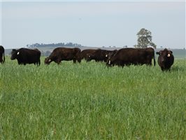 38 MSA  Wagyu Cows