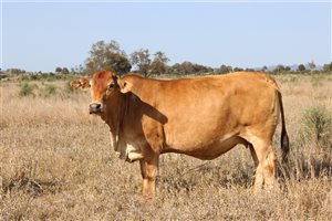 60  Droughtmaster X Charolais Cows