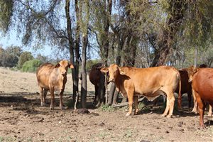 60 MSA  Droughtmaster X Charolais Cows