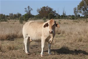 60 MSA  Droughtmaster X Charolais Cows