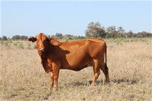 60 MSA  Droughtmaster X Charolais Cows