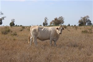 60  Droughtmaster X Charolais Cows