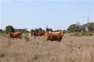 60  Droughtmaster X Charolais Cows