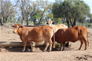 60  Droughtmaster X Charolais Cows