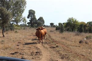 60  Droughtmaster X Charolais Cows