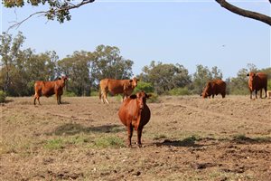 60  Droughtmaster X Charolais Cows