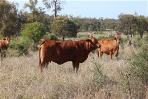 60  Droughtmaster X Charolais Cows