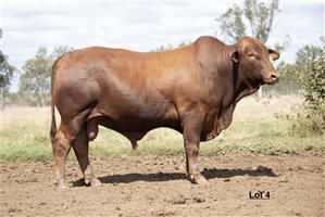 115  Brahman Bulls