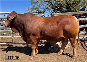 115  Brahman Bulls