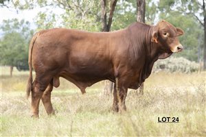 115  Brahman Bulls