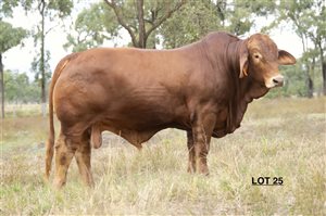 115  Brahman Bulls