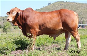 115  Brahman Bulls