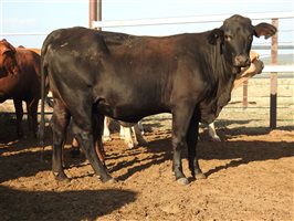 25  Droughtmaster X Angus Heifers