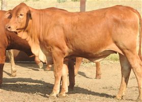 200 EU PCAS MSA  Droughtmaster Heifers