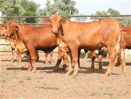 200 EU PCAS MSA  Droughtmaster Heifers