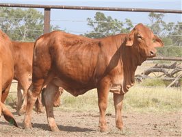 200 EU PCAS MSA  Droughtmaster Heifers