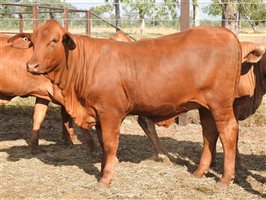 200 EU PCAS MSA  Droughtmaster Heifers