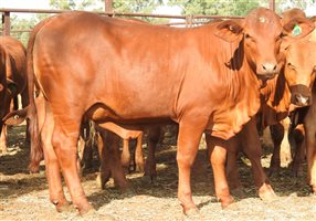 200 EU PCAS MSA  Droughtmaster Heifers