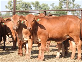 200 EU PCAS MSA  Droughtmaster Heifers