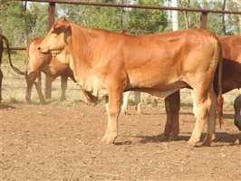 200 EU PCAS MSA  Droughtmaster Heifers