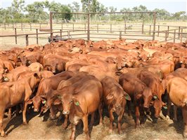 200 EU PCAS MSA  Droughtmaster Heifers