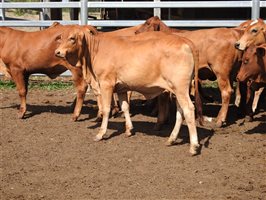 60  Droughtmaster Heifers