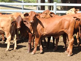 60  Droughtmaster Heifers