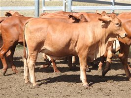 60  Droughtmaster Heifers