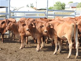 60  Droughtmaster Heifers