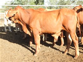 144 EU  Droughtmaster Weaners