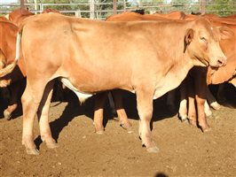 144 EU  Droughtmaster Weaners