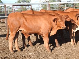 144 EU  Droughtmaster Weaners