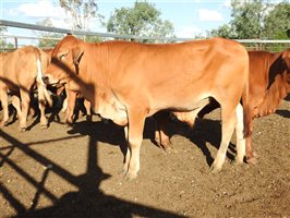 144 EU  Droughtmaster Weaners