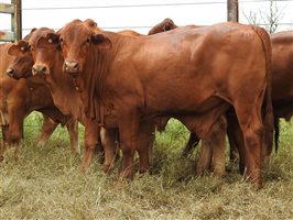 136 EU  Angus X Droughtmaster Weaners