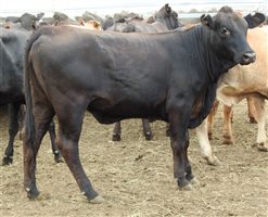 136 EU  Angus X Droughtmaster Weaners