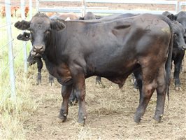 136 EU  Angus X Droughtmaster Weaners