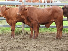 136 EU  Angus X Droughtmaster Weaners