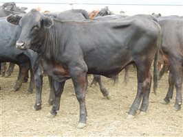 136 EU  Angus X Droughtmaster Weaners