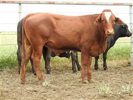 136 EU  Angus X Droughtmaster Weaners